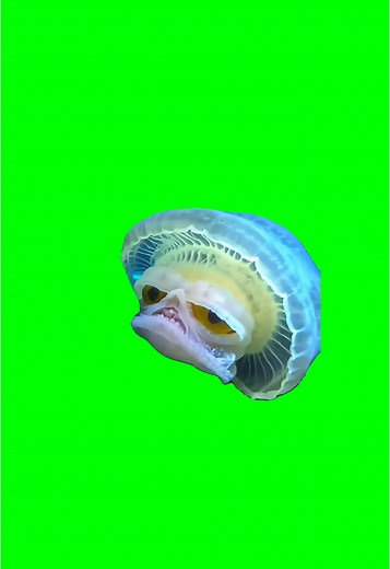 Grumpy Jellyfish Meme Green Screen for Creative Projects
