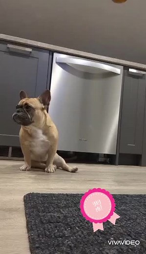 Keiki's trick list, so far. #frenchie