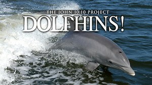 15K reactions · 5.5K shares | Dolphins rank among the most...