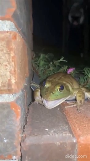 BundleBiome on Instagram: "Some frogs make surprisingly weird noises 🐸 Beyond the classic croak, certain species chirp, squeak, buzz, or even sound like clicking or barking. These sounds are used to communicate, attract mates, or defend territory. The variety of calls can be so unexpected that it’s hard to believe they’re coming from a frog at all. #frogsqueak #frognoise #weirdfrog #dogandfrog #amphibianworld"