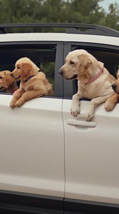 10K views · 541 reactions | When #TheBarkleys go glamping, other campers take notice. #SubaruAscent Check out the full #DogTestedDogApproved playlist on YouTube: https://youtube.com/playlist?list=PL9C5C8FE3C88141FC&si=KIh80uMa_gqiaKXx | Subaru of America, Inc. | Facebook