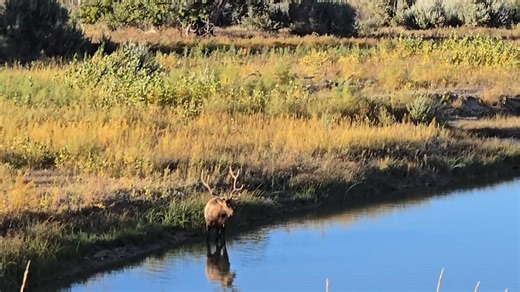 679K views · 12K reactions | Here's a pretty cool archery kill shot from last week. Congratulations on a great shot, Lou! Edit: This shot was taken by a skilled bowhunter as it's a rather long shot and the bull is slightly angled. Don't take the shot unless you are confident you can make a clean kill! | Montana Hunting Adventures | Facebook