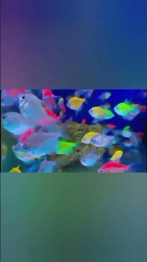 Beautiful colourful fishes🐠🐟