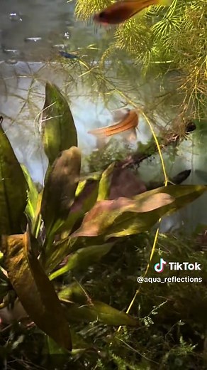 Paskai Blue Eye Rainbow Fish: Courtship Behavior