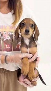 JJB Doxle Puppy (Male) 2