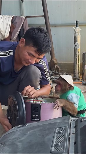 It's quite funny! CUTIS and Baby monkey learn new task 🤩....#monkeyLala #Monkeykaka #Cubismonkey #expore #trending #monkeyBibi #monkeyCUTIS | CUTIS Watch