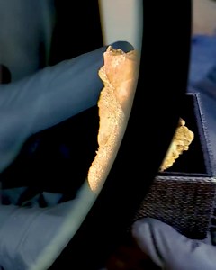 158 reactions · 21 comments | This website is a fossil collector's dream!  - Check out these incredible Plesiosaur Teeth Display Fossils! Each comes with an authenticity card for your collection too! - These fossils make the best gifts for dinosaur lovers. Our museum quality specimens are collected by field experts and ready for your collection! - Learn more about Plesiosaurus and shop now! | Mini Museum | Facebook