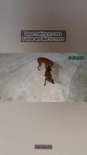 Understanding the Dogs Mating Process and Responsible Breeding