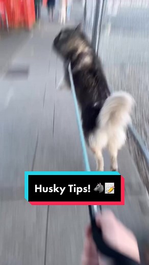 Just trying to share my grandma’s wisdom with the world. 🐺🇷🇸👵🏻🥰 #siberianderpskies #siberianhuskies #siberianhusky #dogsoftiktok #huskiesoftiktok #huskies #husky #huskytips