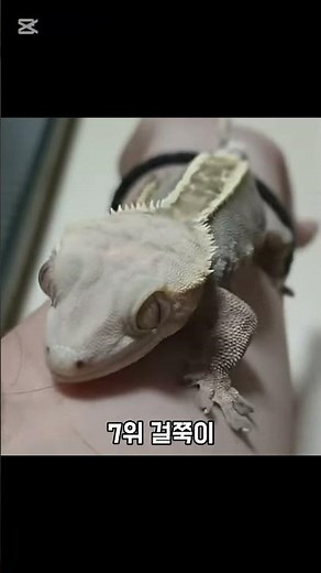 두몽이네 마뱀이들 전투력 순위(?) #두몽이네마뱀이들
