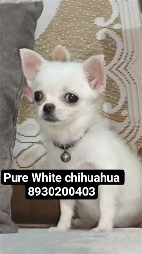 Pure white chihuahua puppies for sale #white #chihuahuapuppy #highlights #everyone #kolkata #mumbai