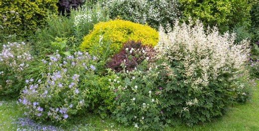 12 Perennials You’ve Never Heard of (But Should Plant), According to a Garden Writer