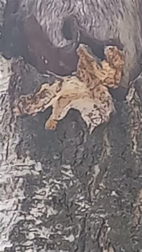 A frightened, brown-eyed peasant with a brown-eyed bull who has pinned a toothy wolf to the ground