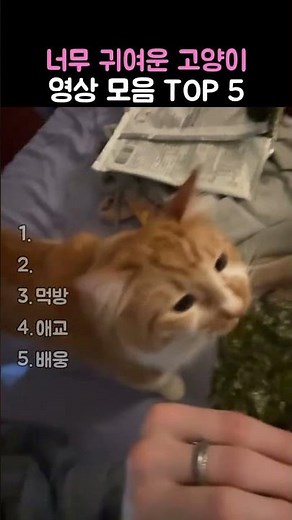 너무 귀여운 고양이 영상 모음 TOP5 #cat #고양이