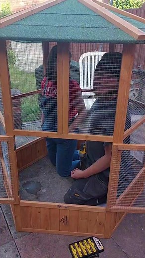 Penny's New Home: A Homing Pigeon's Aviary Upgrade