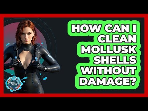How Can I Clean Mollusk Shells Without Damage? - The Marine Life Explorer