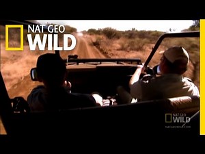 Giant Python on the Loose | Nat Geo Wild