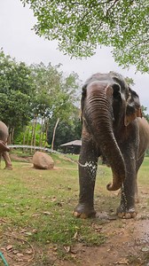 Born in 1967, Kham San endured years of forced labour in the logging industry, followed by being used as a trekking elephant in tourist hotspots. At 50 years old, we rescued Kham San, and the past 8 years have been a gift, watching her learn to relax and maybe even trust 💚🐘 | Samui Elephant Sanctuary