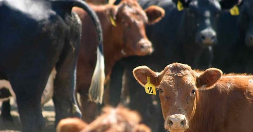 How the Mad Cow Disease Crisis Shook Britain | HISTORY