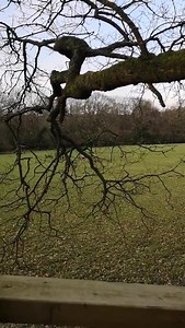 10K views · 85 reactions | With a roadmap out of lockdown in place, we are soon going to be moving towards an air of normality and many have spoken out to say that dogs must be ready for the countryside. This video is a clear example of dog worrying, a problem which causes farmers up and down the country serious issues. Read more in our recent piece on why you should make sure your dog is nothing to worry about: https://bit.ly/3e9A8PN | Countryside Alliance | Facebook