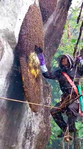 Video on how to remove bees . . . #beekeeping #amazing #life #lifestyle #bees #travel #love #beekeeper #bee #photooftheday #photography #fypシ゚ #instagood #reelsviralシ #honey #beekeepers #reelsfypシ #beautiful #beesofinstagram #picoftheday #nature #fashion #beeswax #happy #style #honeybees #savethebees #instadaily #honeybee #usa | Searching For Honey