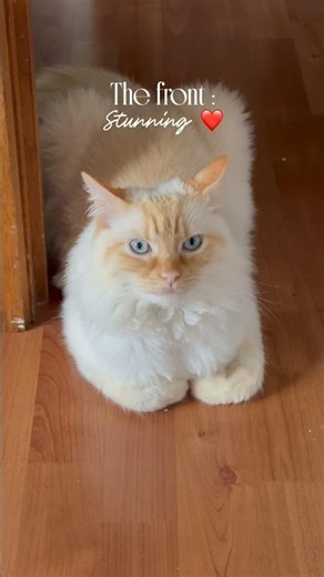 Front stunning, back gorgeous… every angle = pure royalty. #CatReels #PetAesthetic #CatBeauty