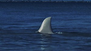 Jaws Returns (Short 2021)