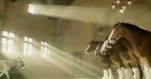 Donkey Stands in Front of Five Majestic Clydesdales, His Next Move Will Leave You in Stitches!