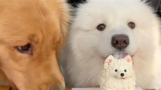 Γκόλντεν Ριτρίβερ κάνει χαλάστρα στα γενέθλια φίλου του