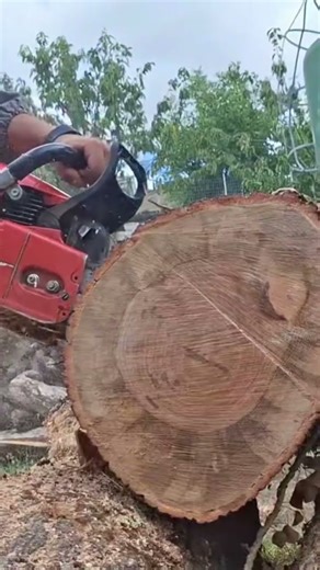 Dolmar PS7300 in action!💥💣