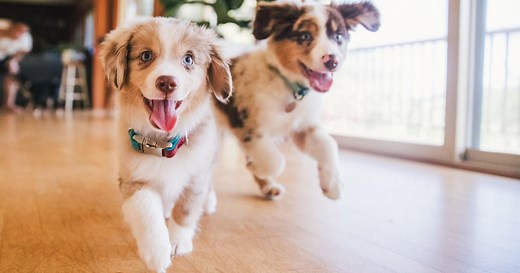5 benefits having a family pet has on children