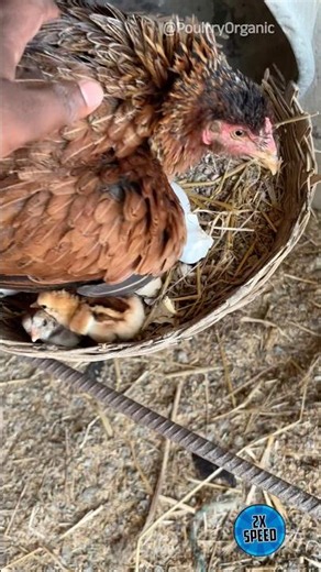 Checking in Broody Hens 🐓