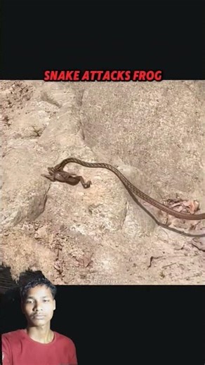 Snake vs frog attack speed 🚄 #trending #animals #wildlife #snake #shortvideo