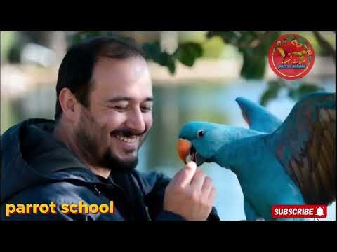 Teach Your Parrot to Spell Noah | Effective Name Training Tips