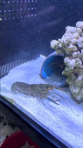Unbelievable Power! Mantis Shrimp Attacks a Lobster 💥