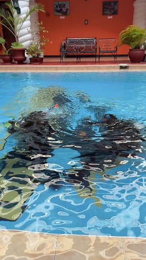 GET CERTIFIED! Get your scuba diving certification with MARCO VINCENT DIVE RESORT- PADI Open Water Diver course - the world's most popular and widely recognized scuba diving course. We believe that any individual will learn and develop mastery of Scuba Diving if he or she is allowed to choose the way they want to develop their interest with the knowledge, skills and safety ... of course, making it fun all at the same time! #learnhowtodive #BEADIVERPROGRAM #marcovincentdiveresort #WorldClassDivin