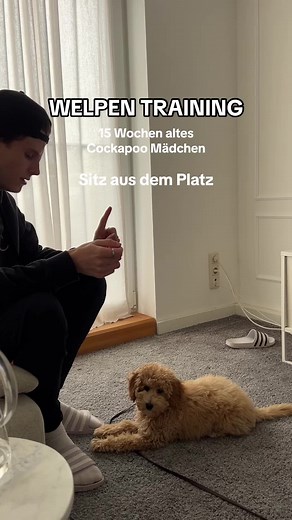 Effektives Training für Cockapoo Welpen: Tipps und Tricks