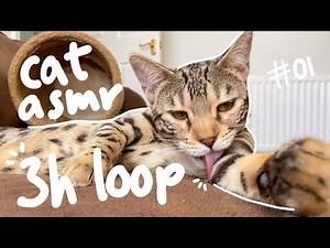 ASMR Cat Grooming Sounds (3h LOOP) #01