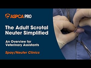 Spay/Neuter Surgery: The Adult Scrotal Neuter Simplified - An Overview for Veterinary Assistants