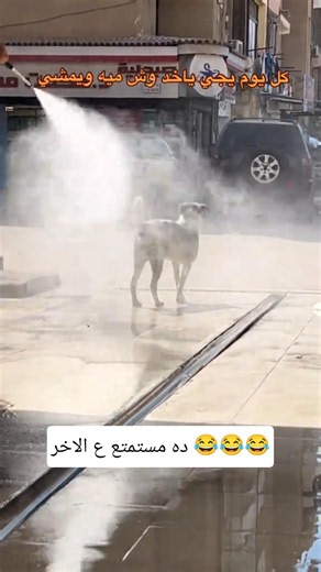 Look at what the dog did when he saw the water hose, a hilarious video that will touch your heart...