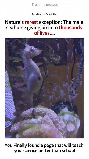 The Only Male Animal on Earth That Gives Birth! (Seahorse Birth) #seahorse #birth