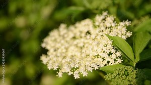 Flowering Elder tree growing in forest in the spring. Rack focus and close up. Blossoming European Elderberry tree. European elder flowers on the bus. Flowers is mostly used in herbal medicine.