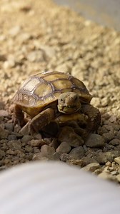 It’s TORTally the best time of the year! 🐢 The newest cohort of desert tortoise eggs have arrived — and are already hatching — at The Living Desert Zoo and Gardens for their head start! 💚 Together, with our partners at the @sandiegozoo Wildlife Alliance and @edwardsairforcebase, we’re working to support the critically endangered desert tortoise population by giving these hatchlings a “headstart.” Over the next six months, the hatchlings will be raised in a temperature-controlled environment wi