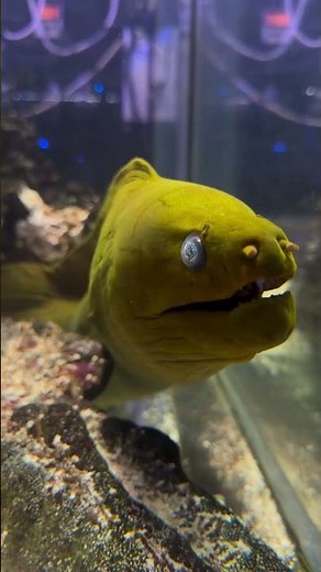 He’s Moray Happy To See You!! Amazing Moray Eel Close-Up