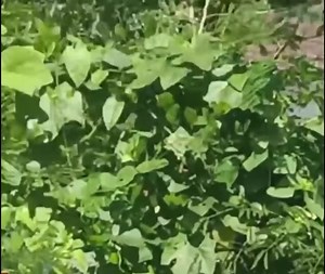 7K views · 115 reactions | Thailand News on Reels | Facebook