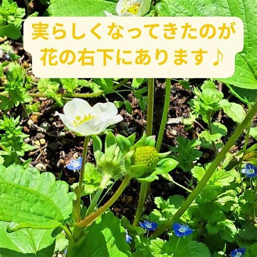 雑草の中にまぎれて咲いていた白い小さなお花。小さな実もついていて、成長が楽しみ。 #白い花 #自然観察 #ほのぼの #小さな幸せ #植物のある暮らし #季節のある暮らし #日々の発見 #クイズ動画