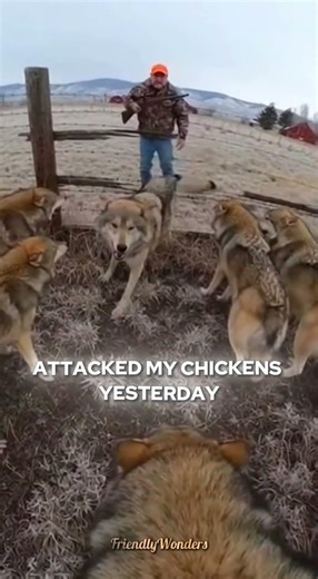 Dangerous Wolf Pack Moment Turned Heartbreaking 🐺💔#shorts