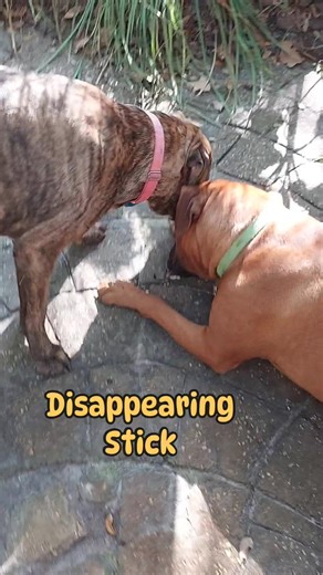 31 reactions | Bullmastiff girl Venus enjoys most of her stick until her sister Izzy steals a piece. #boggycreekbullmastiffs #bullmastiffsoffacebook #bullmastifflife #puppylove #puppy #bullmastiff #puppiesofinstagram #bullmastiffsofinstagram #bullmastifflovers #bullmastifflove | Boggy Creek Bullmastiffs | Facebook