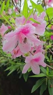 花卉 唐杜鵑 映山紅 Rhododendron simsii #nature #flowers
