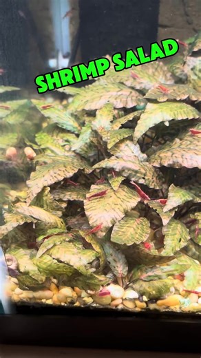 10K views · 85 reactions | 綾 Shrimp Salad with Cherries  | Aquarium Co-Op | Facebook